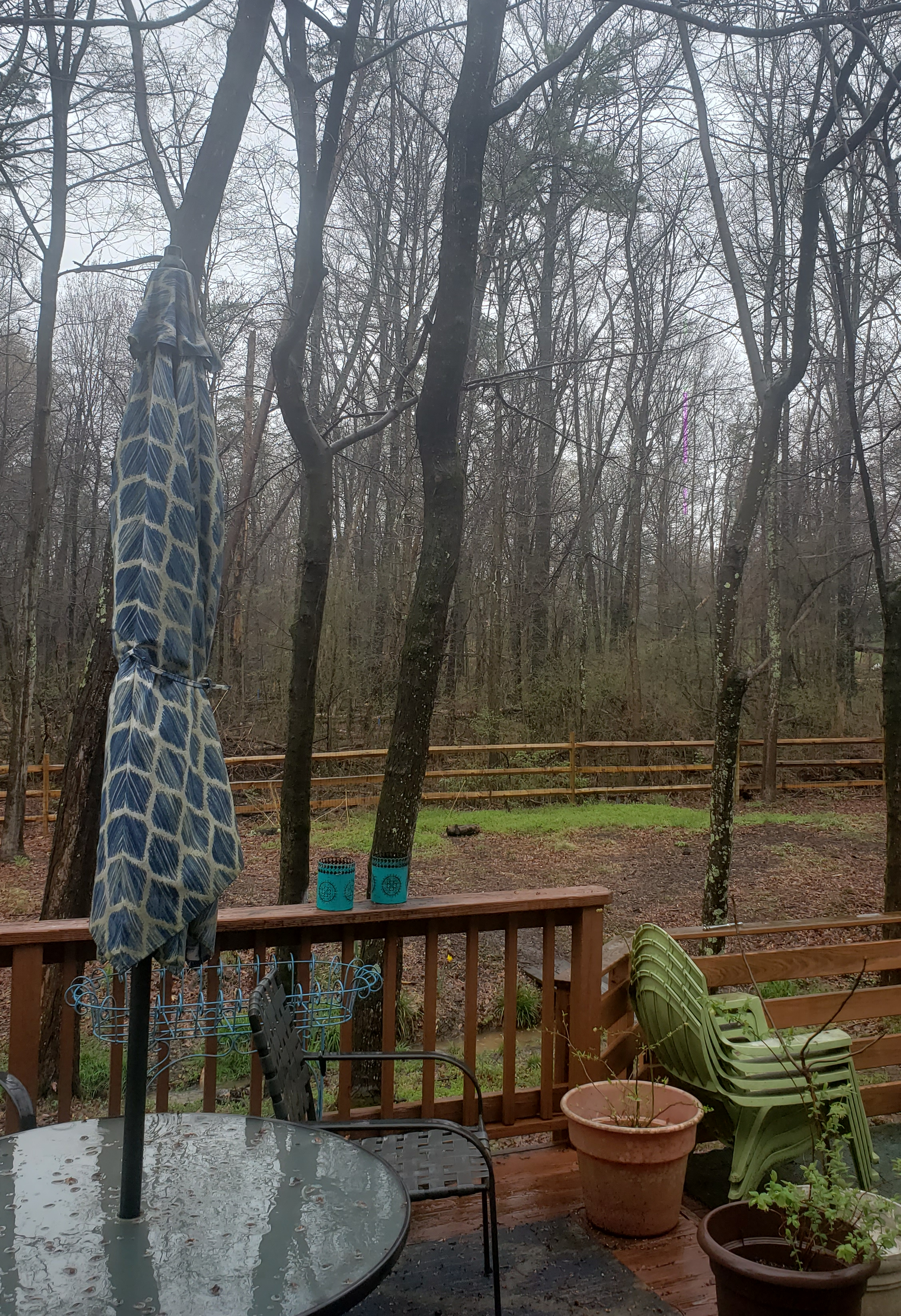A photo of the backyard before we removed trees this spring. Some of the trees pictured in the foreground here were removed.