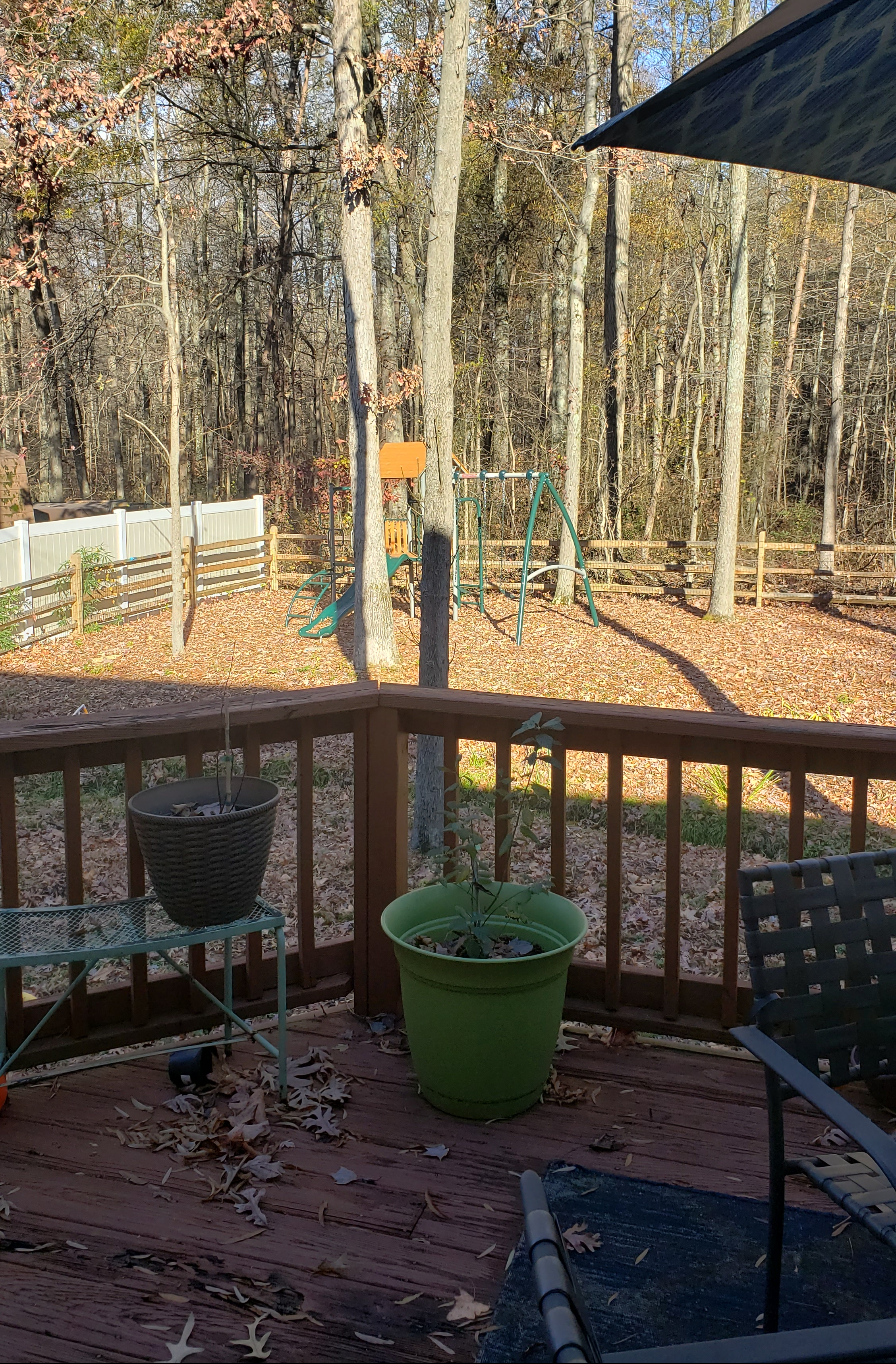 Photo of our backyard after we removed six trees.